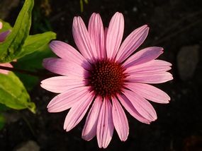 Echinacea Herbal Remedy Tablets from The Body and Mind Shop