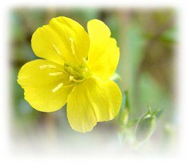 Evening Primrose Rescue from The Body and Mind Shop